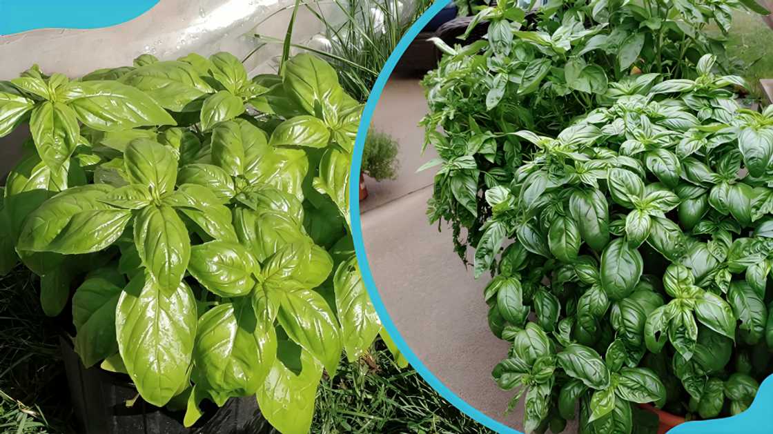 spices in Ghana spices in Ghana