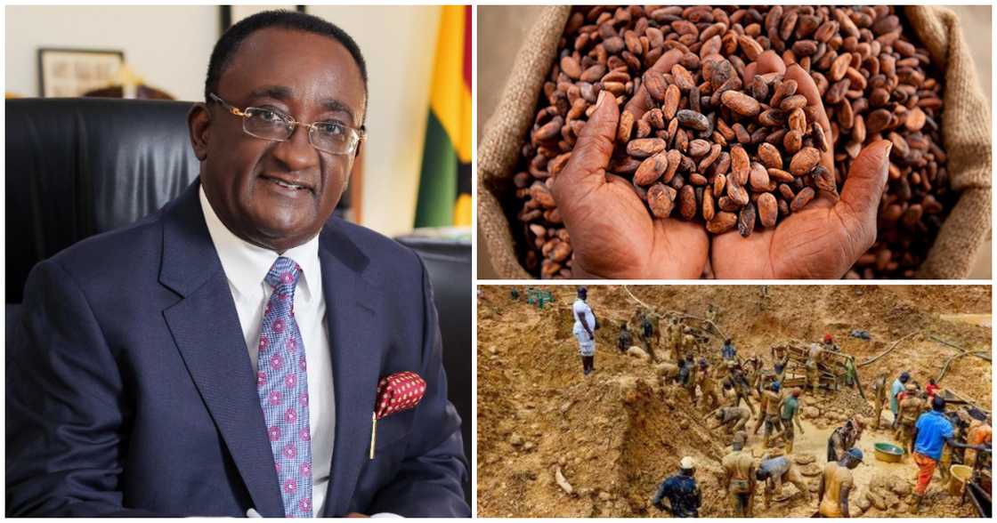 The Agric Minister has revealed that only 2% of cocoa farmlands have been affected by illegal mining The Agric Minister has revealed that only 2% of cocoa farmlands have been affected by illegal mining