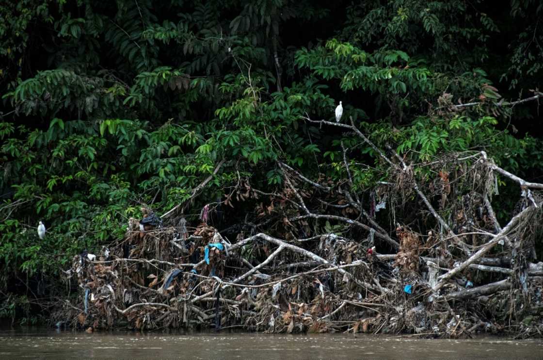 Birds perch amid garbage-strewn branches on the Tarcoles River Birds perch amid garbage-strewn branches on the Tarcoles River