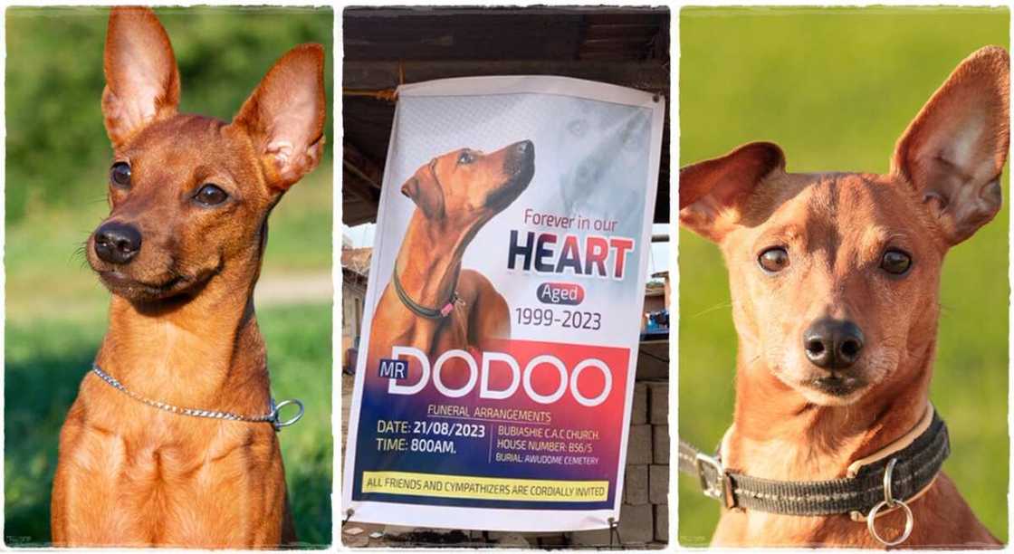 Photos of a dog as man organises burial for his dead pet.