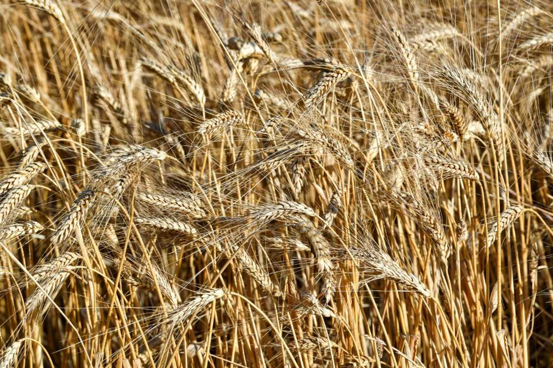 Unharvested wheat kernels in a field in the Sidi Thabet region