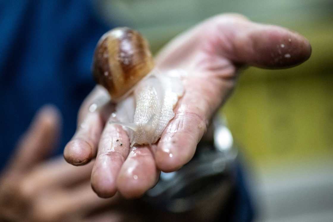 Burgundy snails -- or escargots de Bourgogne -- are notoriously difficult to farm as they don't take well to crowded conditions