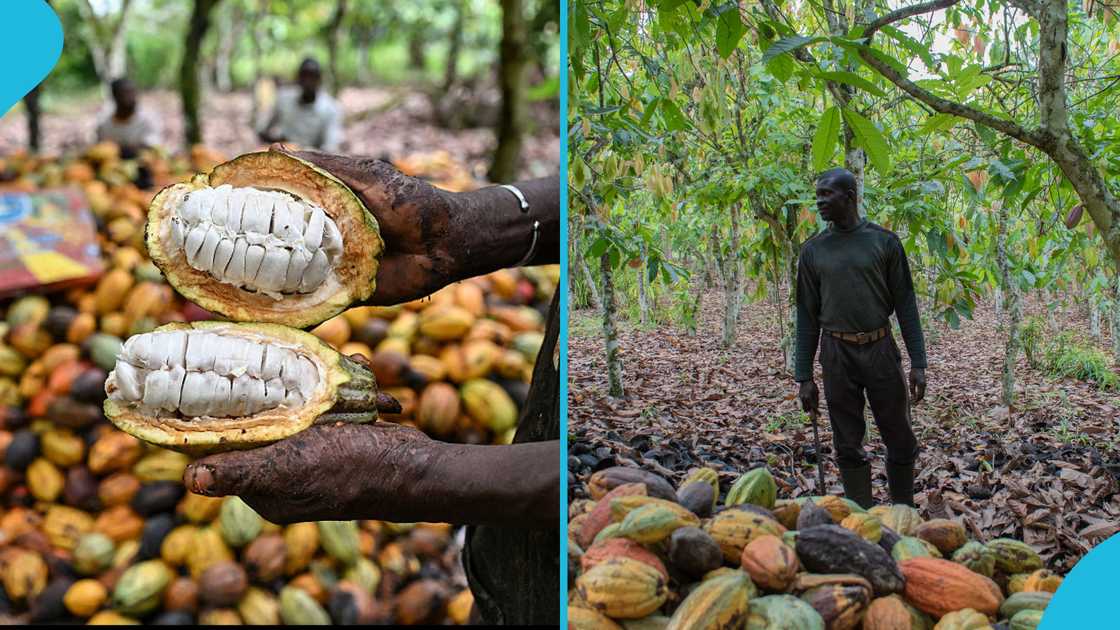 John Mahama, Cocobod, Randy Abbey, Ghana cocoa harvest, Cocoa Farmers protest