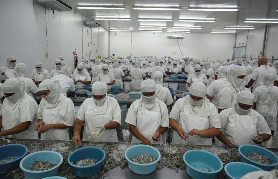 Employees peel shrimp and prepare it for export at a factory in Choluteca, Honduras