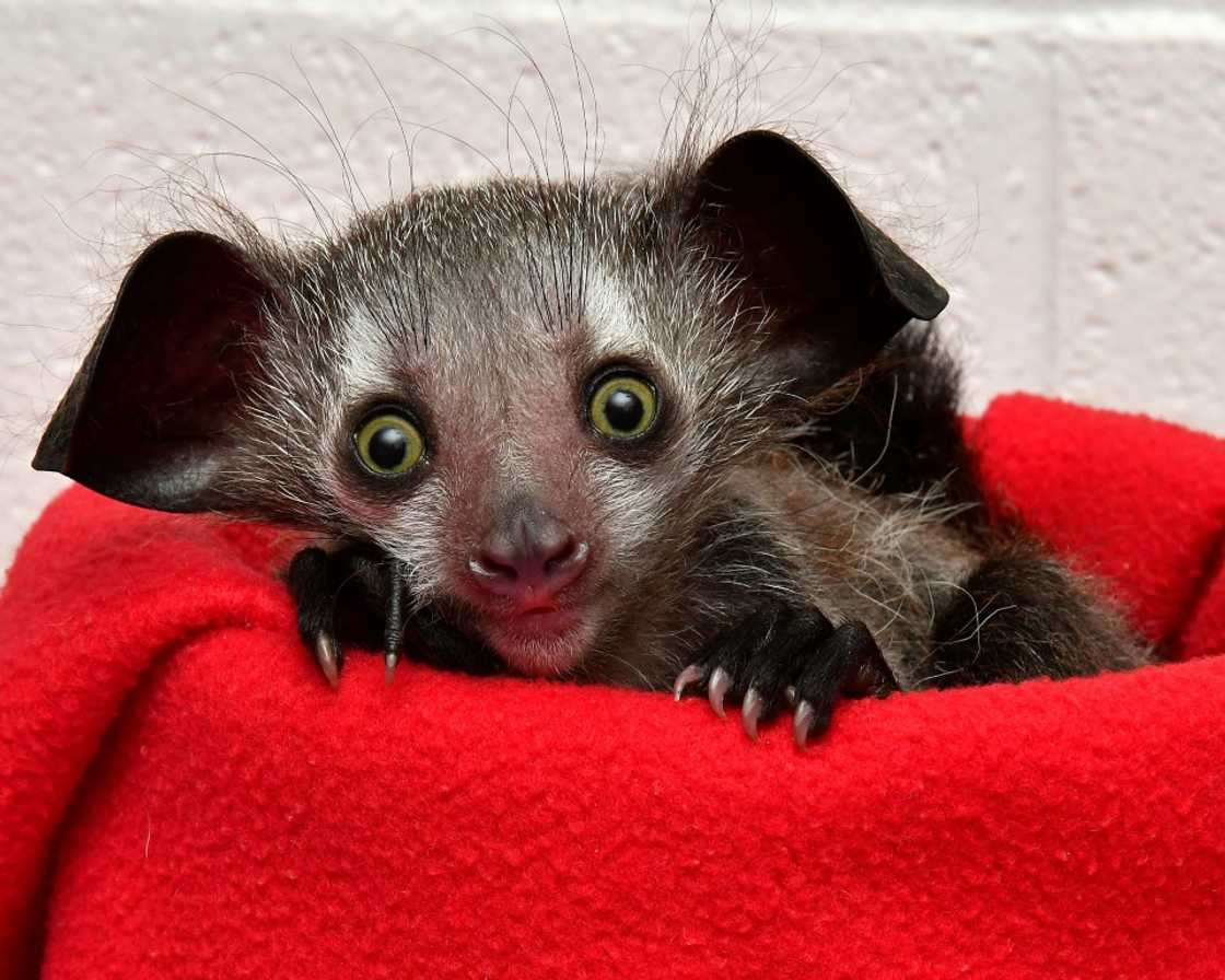 The aye-aye, the world's largest nocturnal primate, is highly endangered The aye-aye, the world's largest nocturnal primate, is highly endangered
