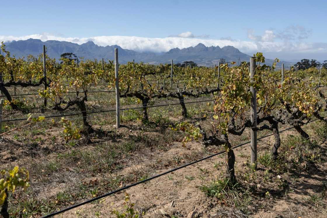 The Reyneke vineyard near Stellenbosch is adapting to face the challenges of climate change The Reyneke vineyard near Stellenbosch is adapting to face the challenges of climate change