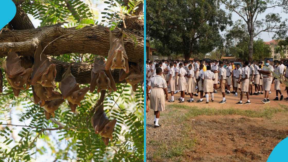 Bat Infestation Forces Kamalo JHS to Abandon Oil-Money Classroom Block Built in 2021