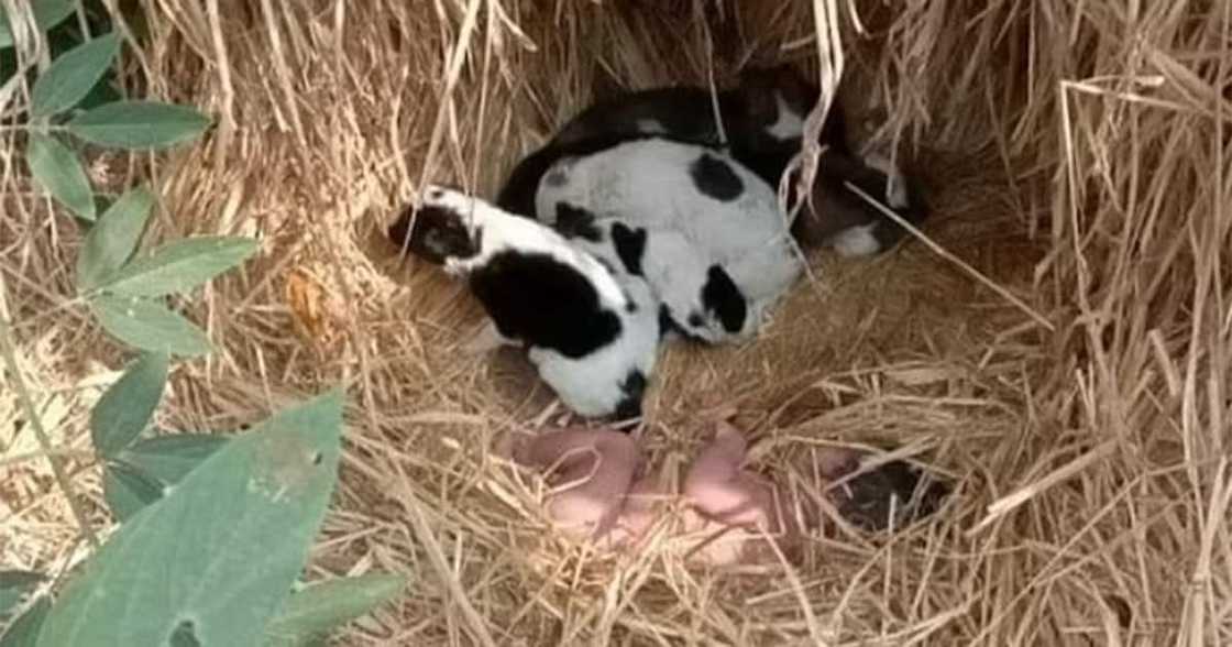 Newborn abandoned in field. Newborn abandoned in field.