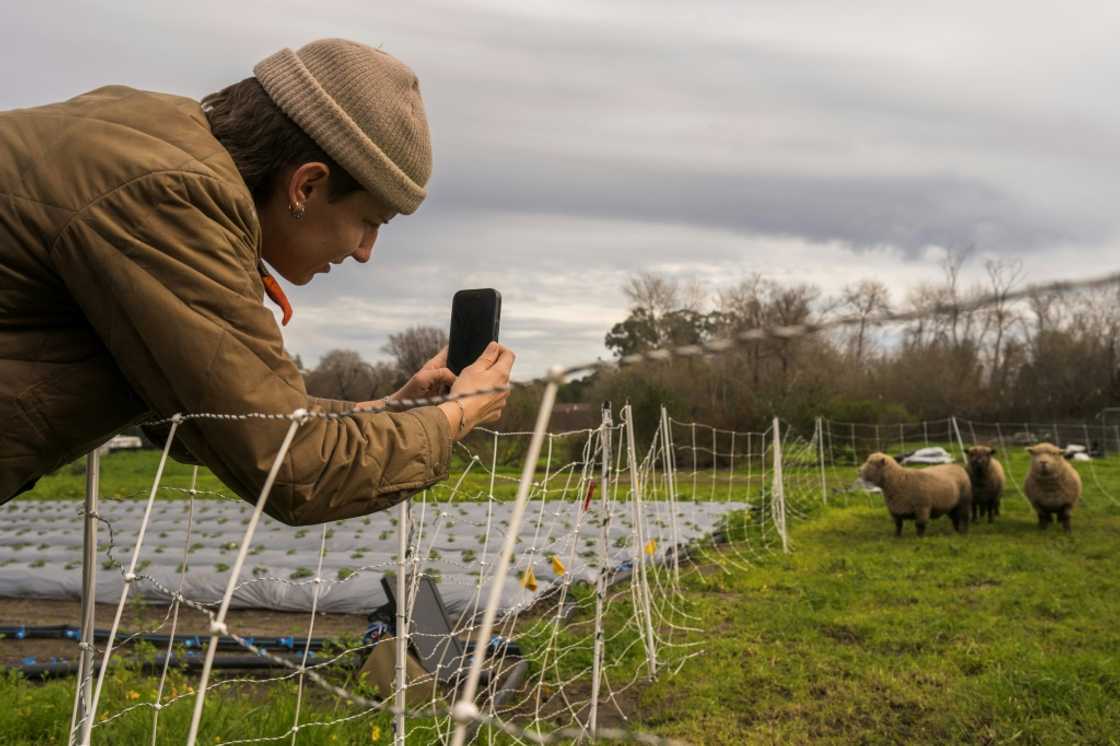 Nina Vukicevic, manager at Common Roots Farm, takes pictures of sheep for the farm’s Facebook page in Santa Cruz, California Nina Vukicevic, manager at Common Roots Farm, takes pictures of sheep for the farm’s Facebook page in Santa Cruz, California