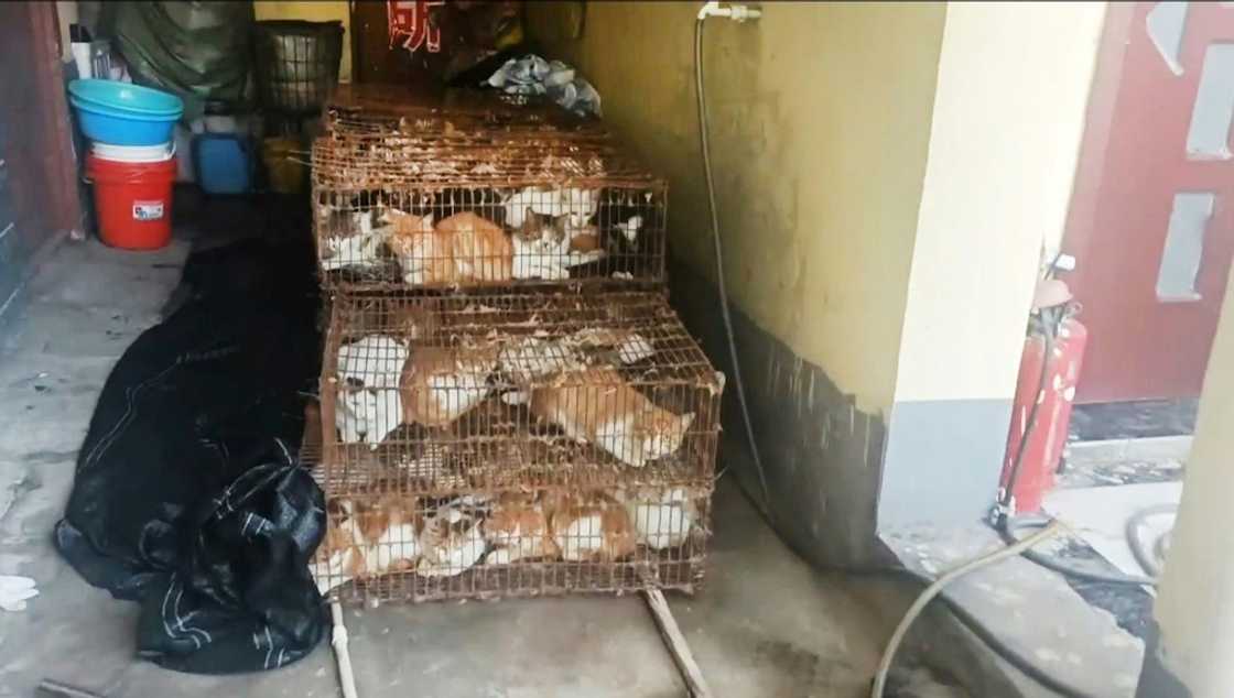 Most of the rescued felines are believed to have been household pets Most of the rescued felines are believed to have been household pets