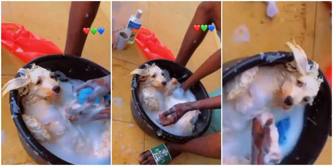 Nigerian man spotted in video scrubbing his dog hard while bathing it in a basin, the dog maintained calmness that got many talking Nigerian man spotted in video scrubbing his dog hard while bathing it in a basin, the dog maintained calmness that got many talking