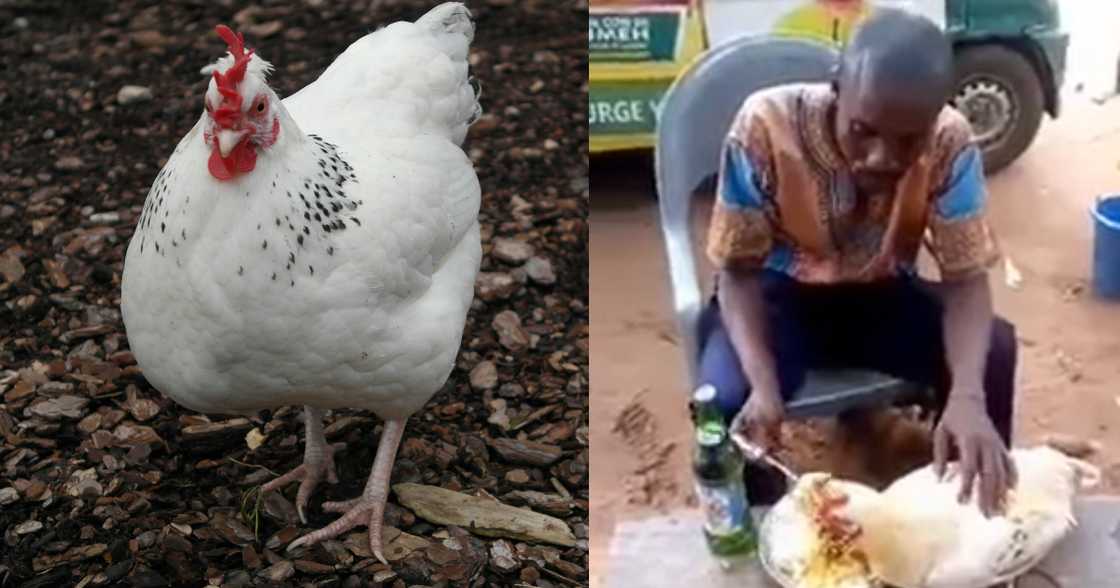 Man gets many talking after allowing a hen to dine with him Man gets many talking after allowing a hen to dine with him