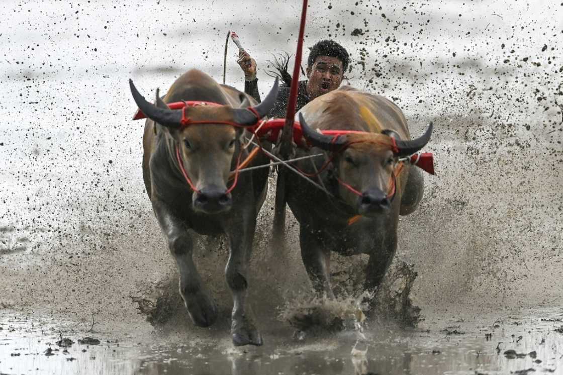 The main event sees four pairs of harnessed buffalo gallop across a decorated paddy field The main event sees four pairs of harnessed buffalo gallop across a decorated paddy field