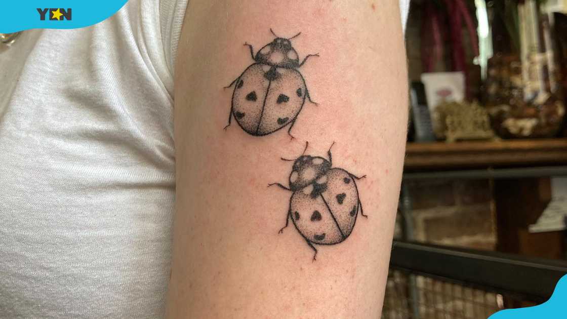 Two black and white ladybug tattoos on the upper arm