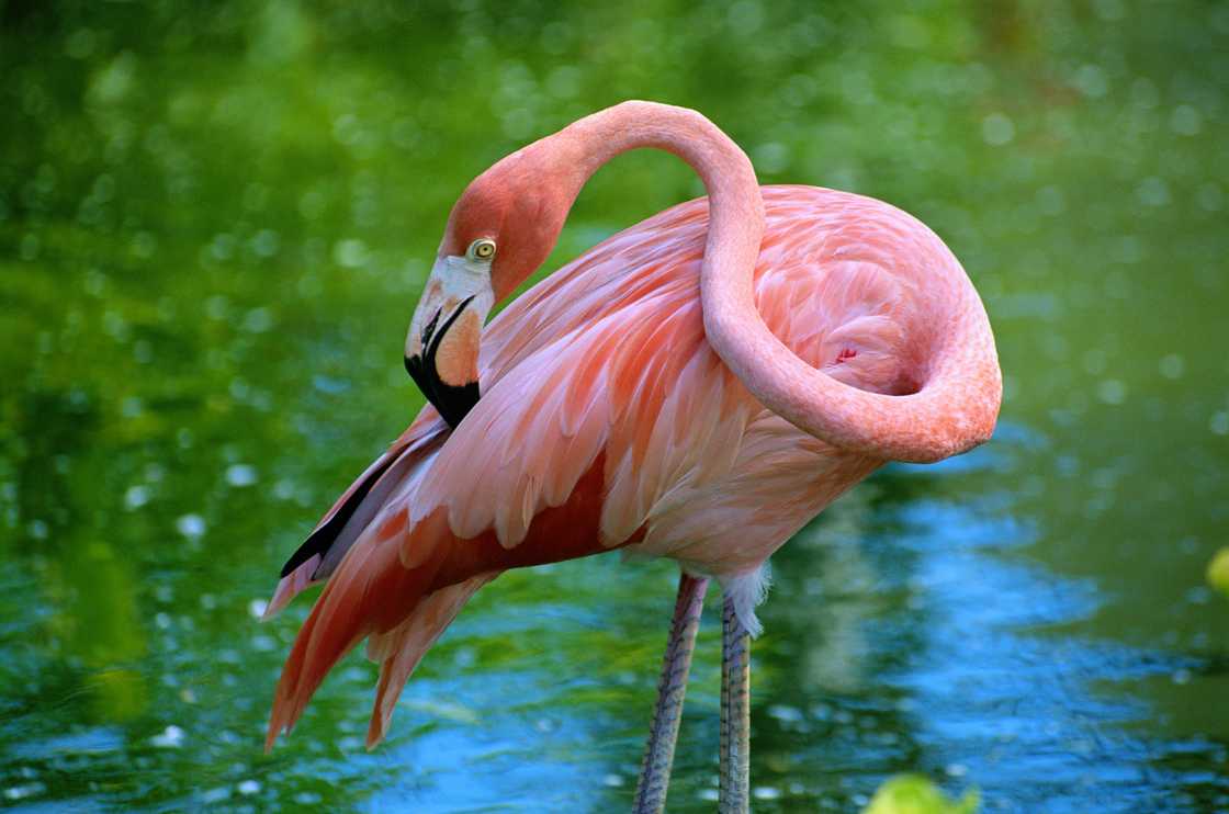 Flamingo wading in water in Cozumel, Mexico Flamingo wading in water in Cozumel, Mexico