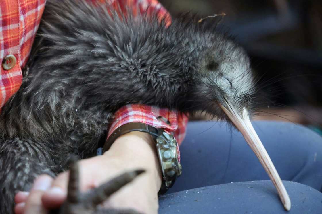 Kiwis are under threat in New Zealand, where dogs are the among the main predators of the native flightless birds in the wild Kiwis are under threat in New Zealand, where dogs are the among the main predators of the native flightless birds in the wild