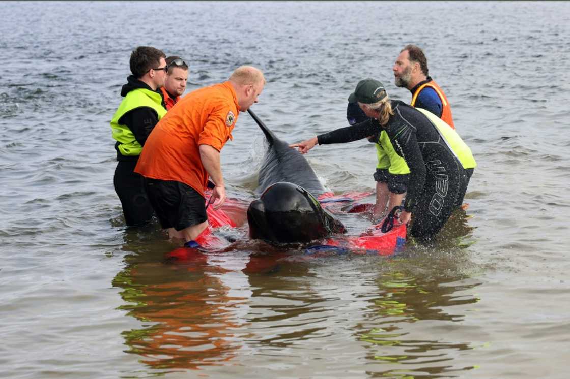 Rescuers release a stranded pilot whale back in the ocean at Macquarie Heads, on the west coast of Tasmania on September 22, 2022.