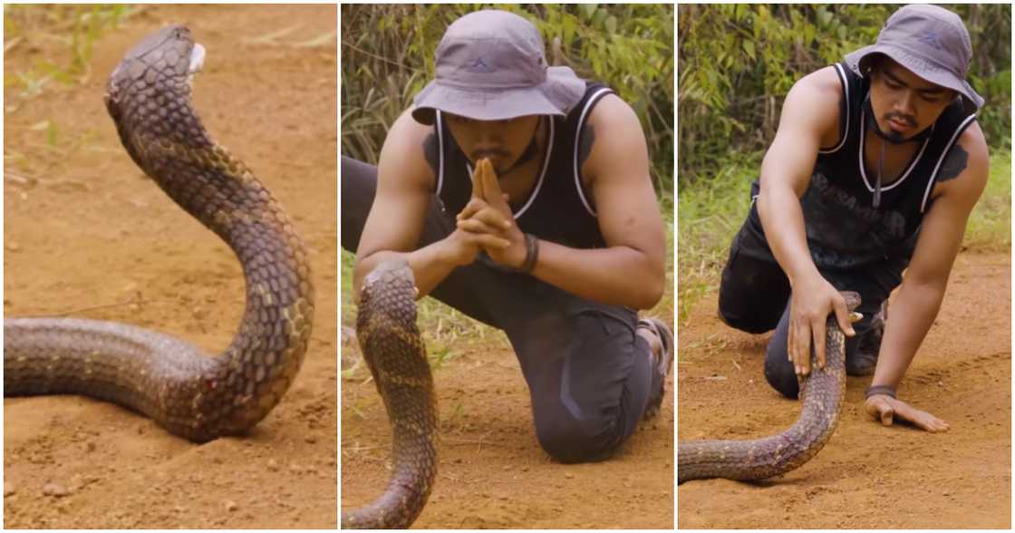 Video captures man catching snake with his bare hand. Video captures man catching snake with his bare hand.