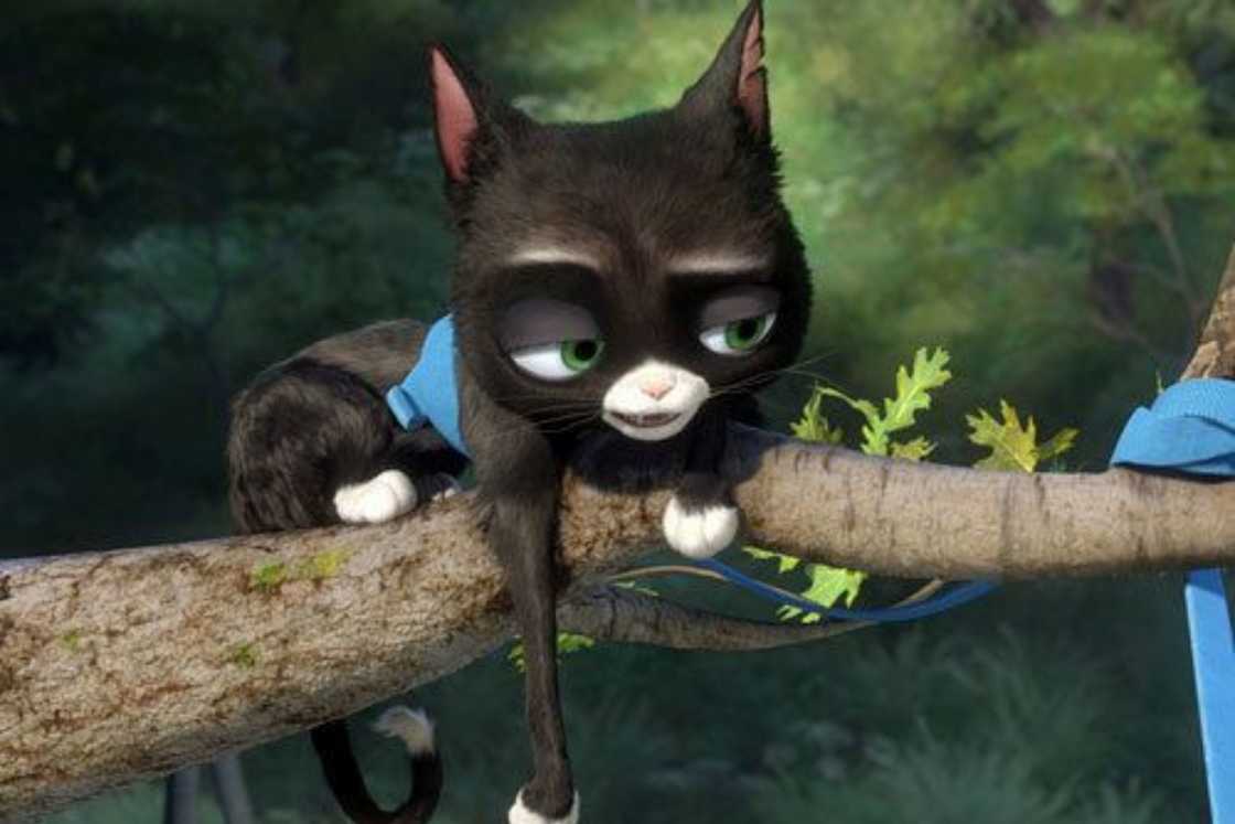 Mittens is lying on a tree branch Mittens is lying on a tree branch