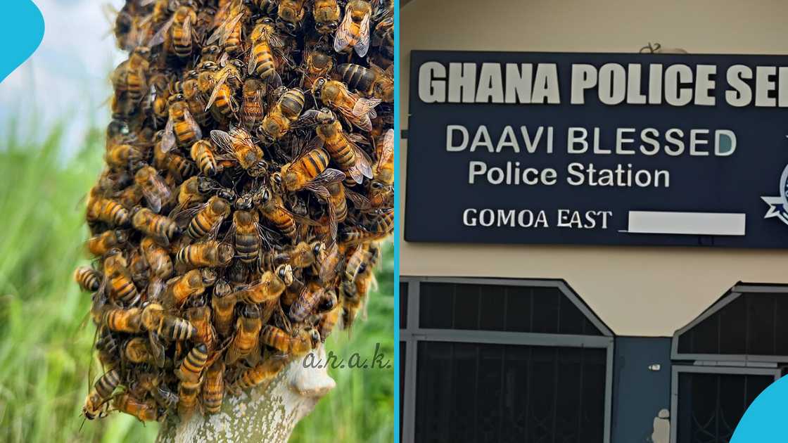 Bees Attack, Police Station, Gomoa East, Swarm of bees Bees Attack, Police Station, Gomoa East, Swarm of bees