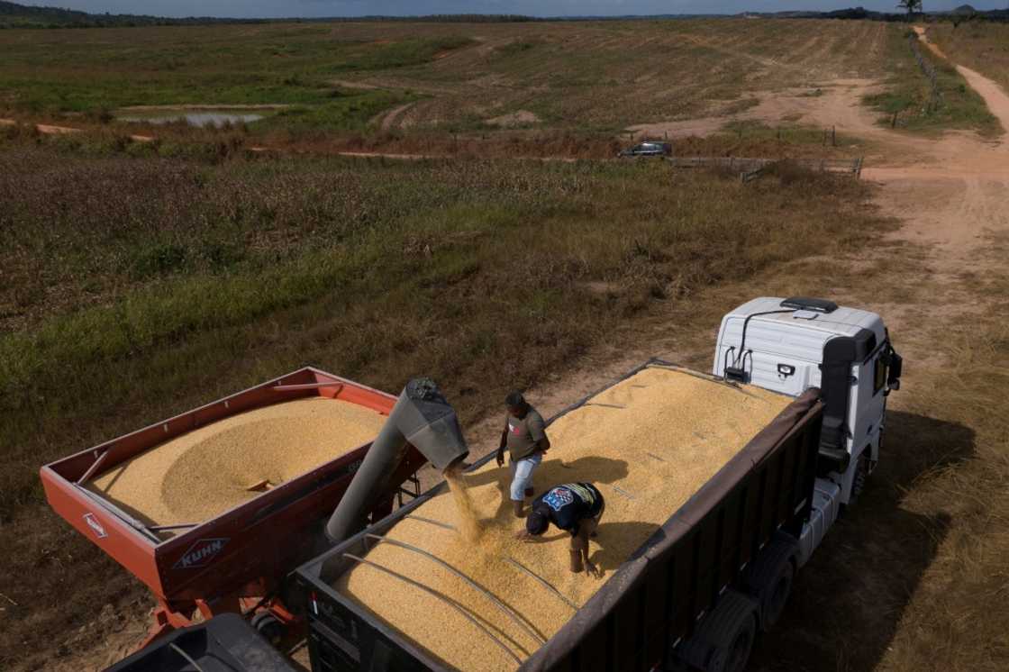 Corn is harvested in the northern state of Para Corn is harvested in the northern state of Para