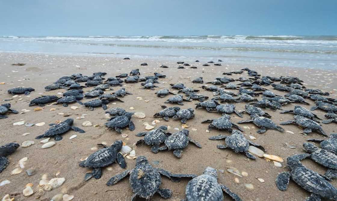 Longest beach in the world