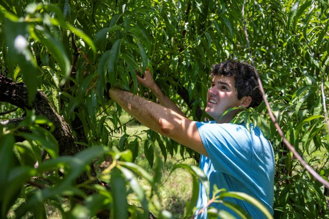 Peach farmer Stuart Gregg at his family farm in Concord, Georgia in July 2023 Peach farmer Stuart Gregg at his family farm in Concord, Georgia in July 2023