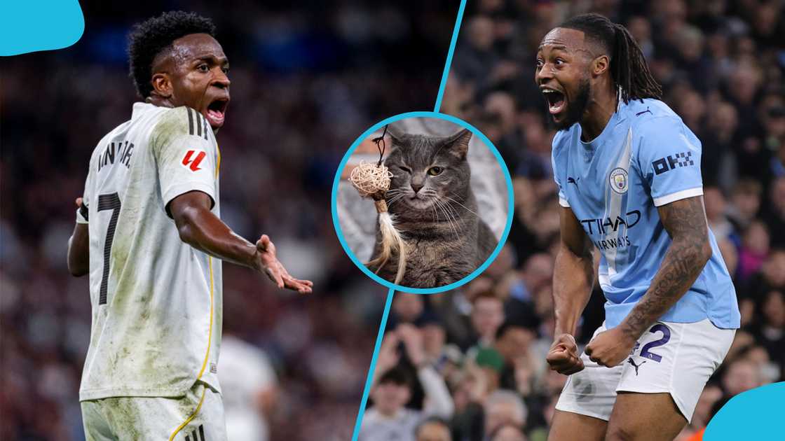 Real Madrid vs Manchester City, Champions League, oracle cat prediction, Nimbus Pronos, football-predicting cat, UEFA round of 16, football rivalry, Alvaro Arbeloa, Pep Guardiola, Champions League history, Vinicius Junior, Antoine Semenyo. Real Madrid vs Manchester City, Champions League, oracle cat prediction, Nimbus Pronos, football-predicting cat, UEFA round of 16, football rivalry, Alvaro Arbeloa, Pep Guardiola, Champions League history, Vinicius Junior, Antoine Semenyo.