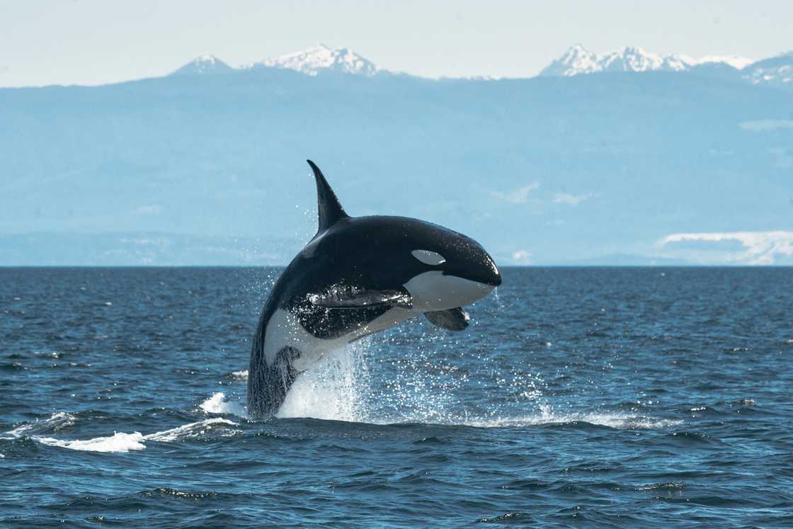 A close-up of a slayer whale swimming successful the sea. A close-up of a slayer whale swimming successful the sea.