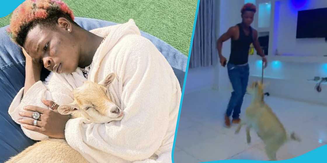 Ay Poyoo and his goat in pics Ay Poyoo and his goat in pics