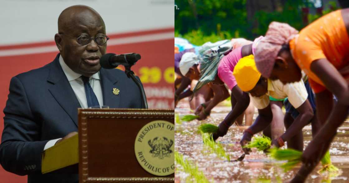 President Nana Akufo-Addo commends farmers, fisherfolk