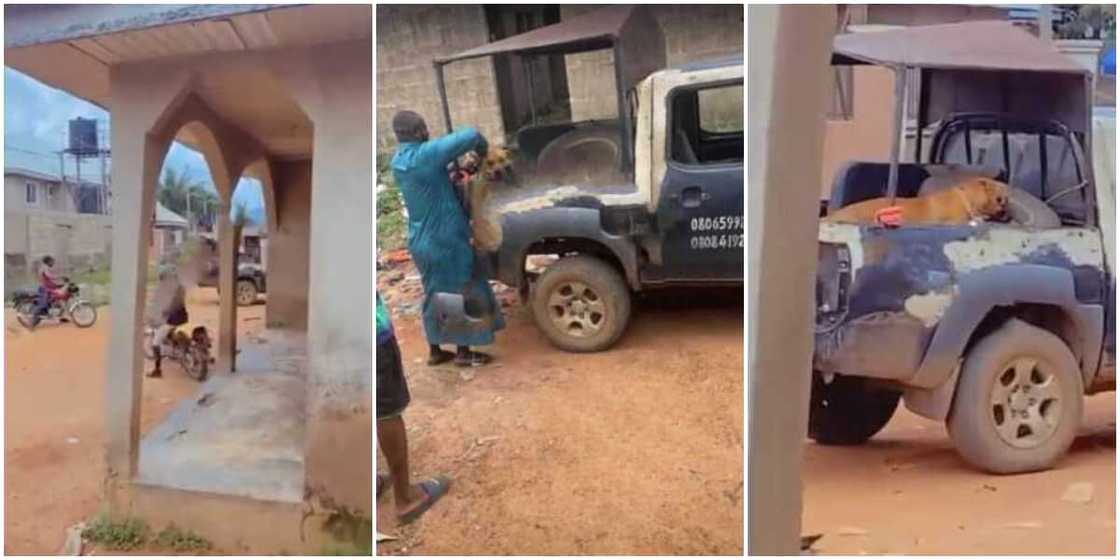 Viral video captures moment Nigerian police arrest dog for biting student's manhood Viral video captures moment Nigerian police arrest dog for biting student's manhood