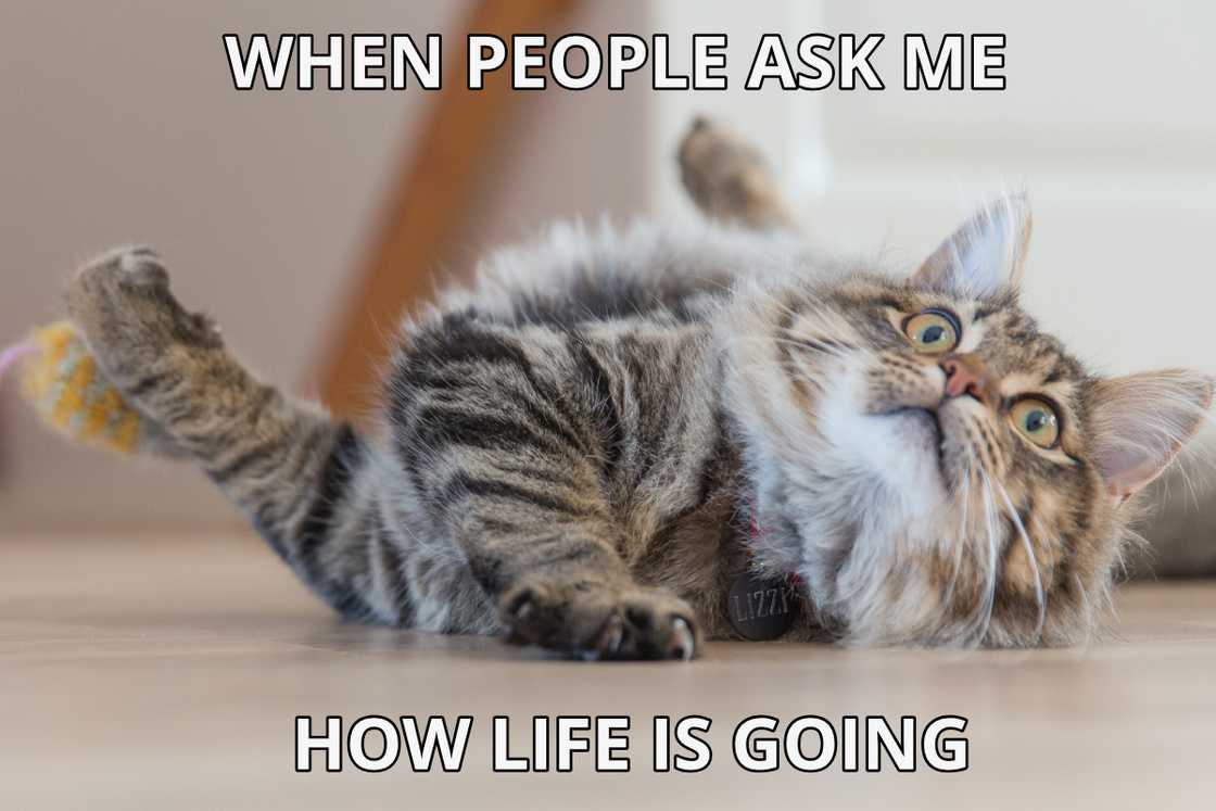 funny memes about life funny memes about life