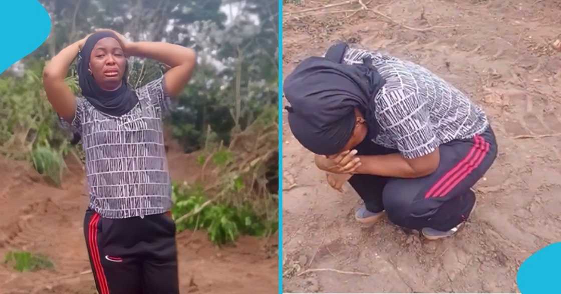 ghana, weeps, farmer, farm land, pineapple farmer, farming, farmland, galamsey ghana, weeps, farmer, farm land, pineapple farmer, farming, farmland, galamsey