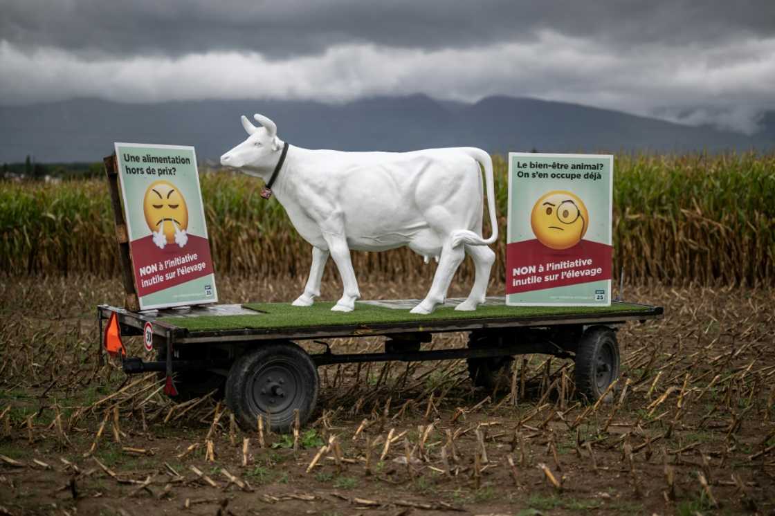 Another hotly debated topic on the ballot is a popular proposal to ban intensive livestock farming