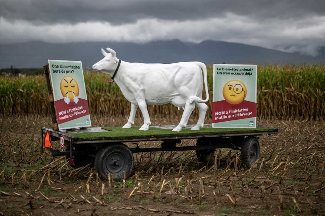Another hotly debated topic on the ballot is a popular proposal to ban intensive livestock farming Another hotly debated topic on the ballot is a popular proposal to ban intensive livestock farming