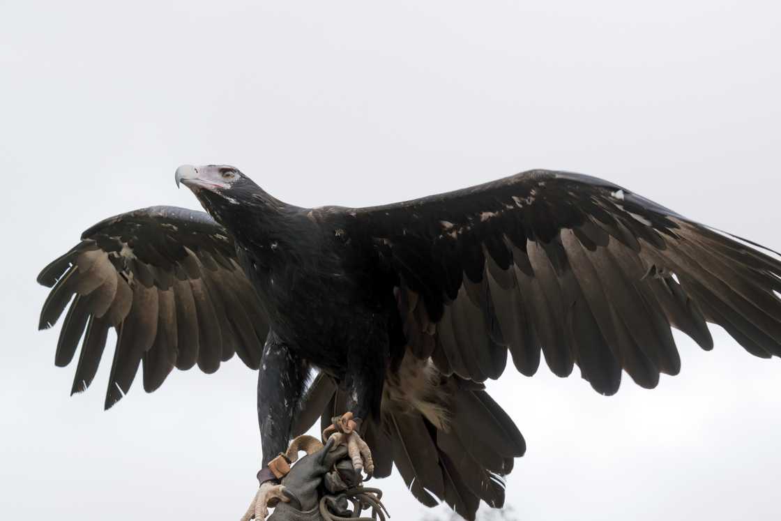 Largest eagle in the world