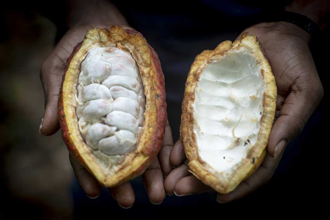 Along with gold and oil, the cocoa industry is a mainstay of Ghana's economy and foreign currency earnings Along with gold and oil, the cocoa industry is a mainstay of Ghana's economy and foreign currency earnings
