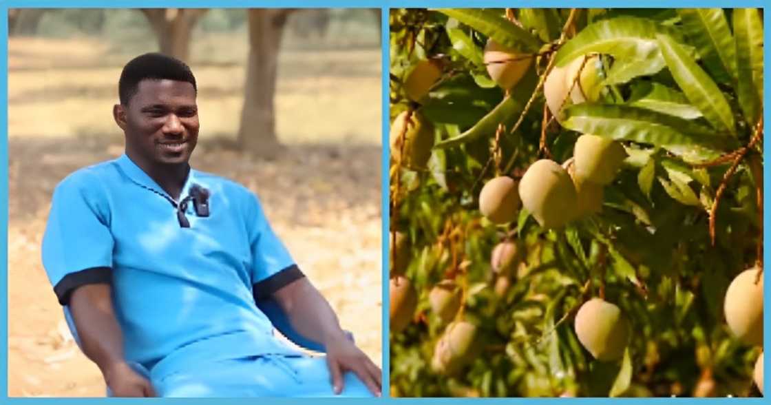 Successful Ghanaian farmer talks about mango farming Successful Ghanaian farmer talks about mango farming