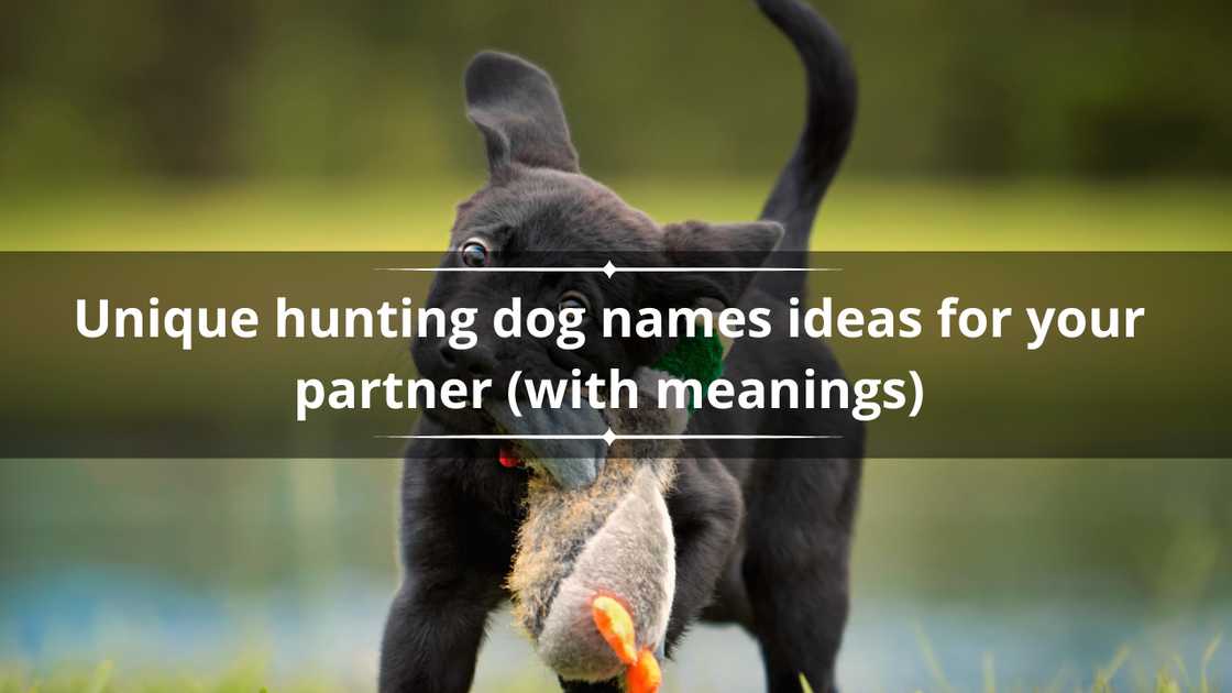 Unique hunting dog names