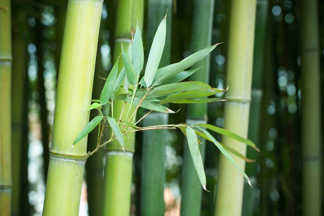 Bamboo forest