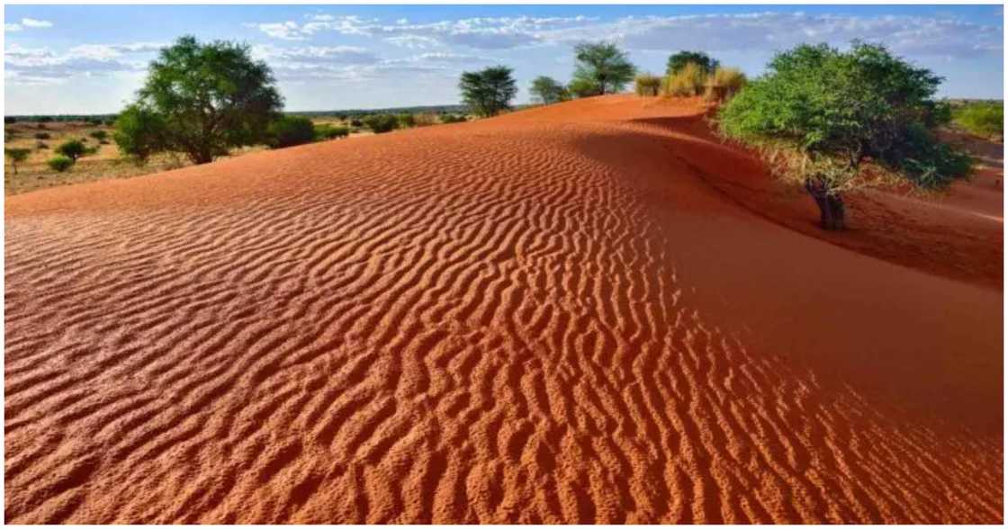 Kalahari Desert