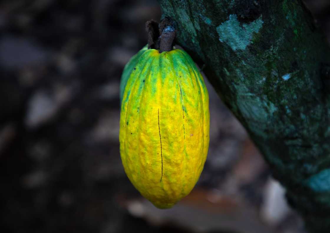 How are cocoa prices set