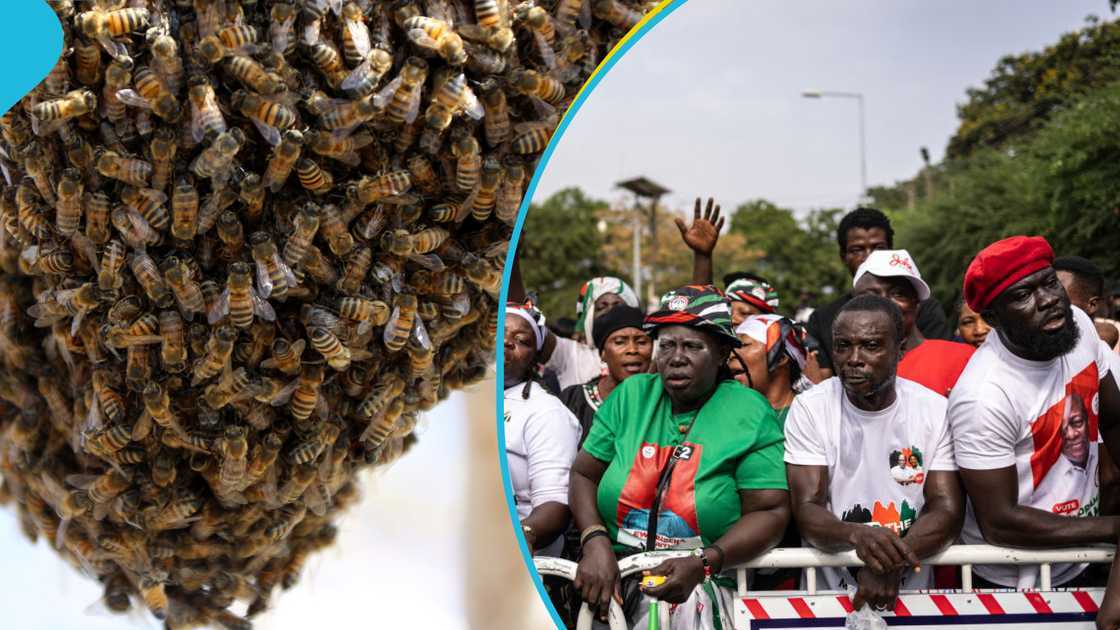 Bee attack, Parliament, The Tamale High Court, Kpandai Parliamentary, Election Petition, NDC, NPP, Matthew Nyindam, Daniel Nsala Wakpal Bee attack, Parliament, The Tamale High Court, Kpandai Parliamentary, Election Petition, NDC, NPP, Matthew Nyindam, Daniel Nsala Wakpal