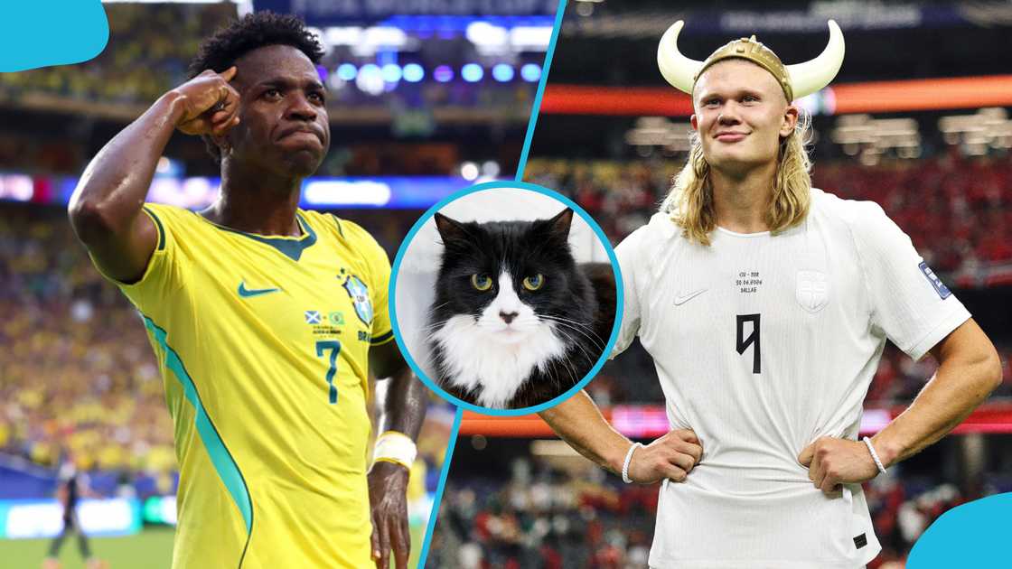World Cup 2026: Mysterious Cat Predicts Brazil vs Norway After Correctly Calling Ghana's Exit World Cup 2026: Mysterious Cat Predicts Brazil vs Norway After Correctly Calling Ghana's Exit