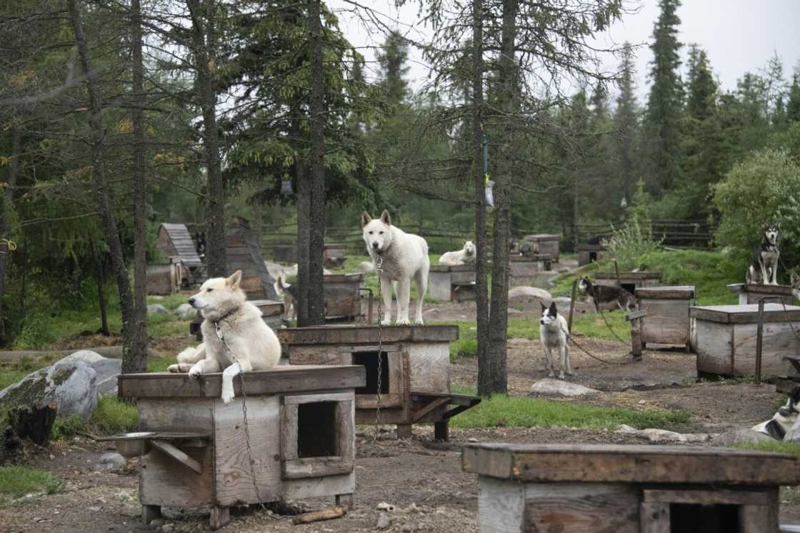 Canadian musher David Daley's dogs stand next to their kennels in Churchill, northern Canada Canadian musher David Daley's dogs stand next to their kennels in Churchill, northern Canada