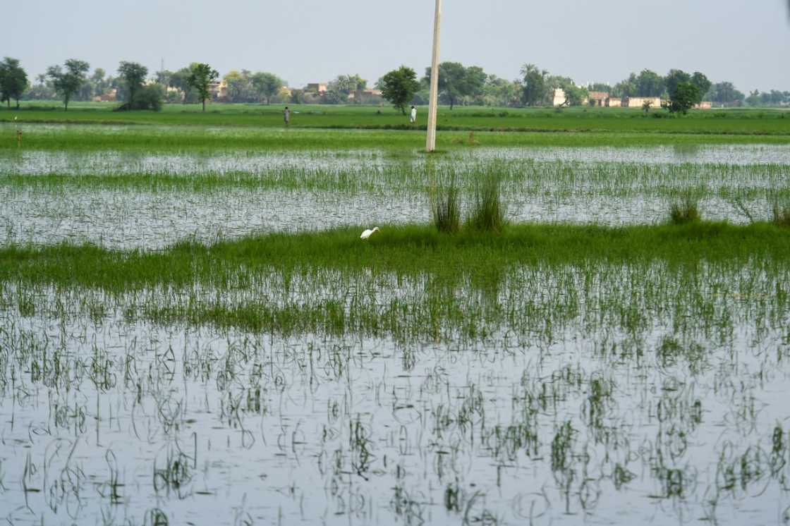 This year intense temperatures wiped out three million tons of wheat crops, led to livestock deaths, caused forest fires and impacted human productivity