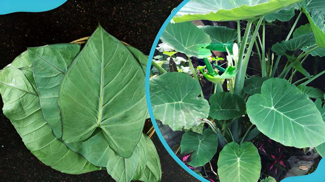 spices in Ghana spices in Ghana