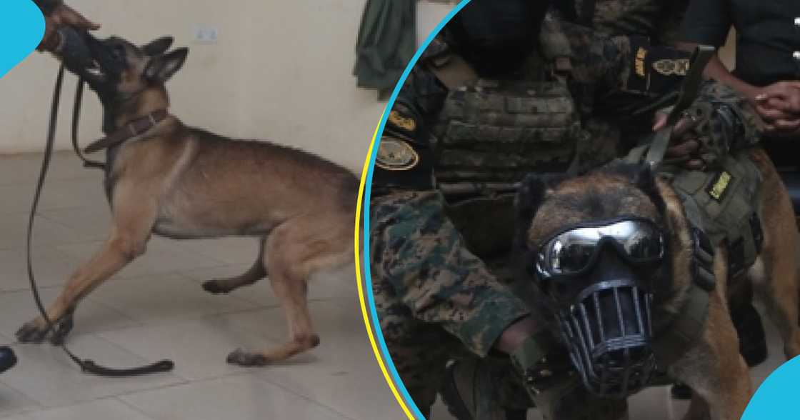 Austrian Armed Forces Donates 2 Specially Trained Dogs To Ghana Army Austrian Armed Forces Donates 2 Specially Trained Dogs To Ghana Army