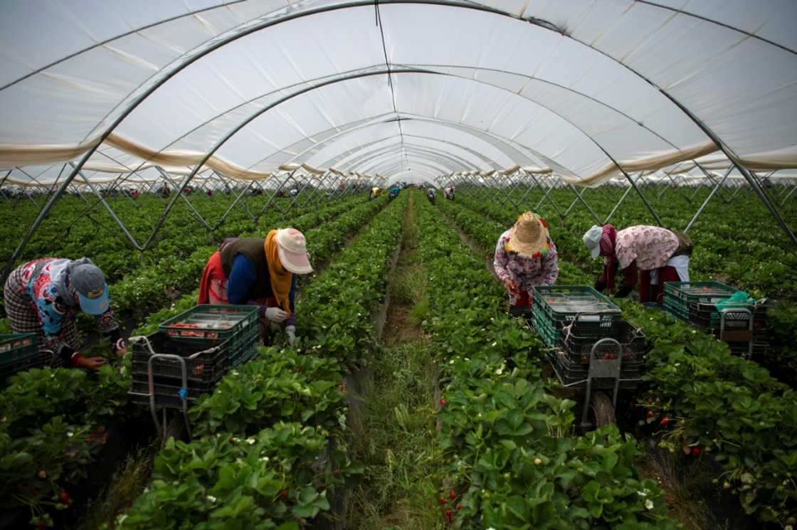 Strawberry pickers are at work in a greenhouse in Ayamonte, Huelva